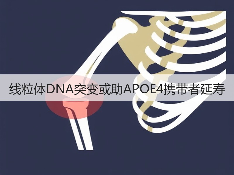 线粒体DNA突变或助APOE4携带者延寿