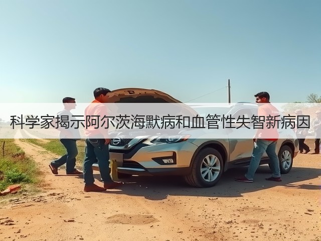 科学家揭示阿尔茨海默病和血管性失智新病因(图2) 科学家揭示阿尔茨海默病和血管性失智新病因(图2)